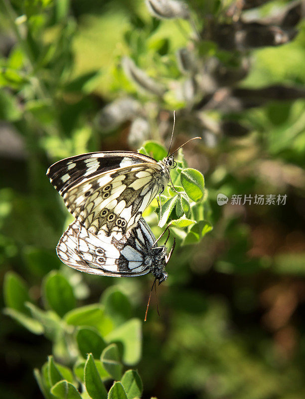 大理石白色(Melanargia galathea)蝴蝶交配